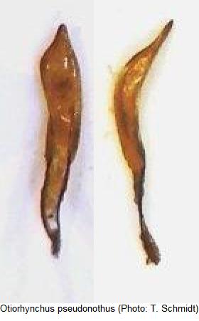 otiorhynchus pseudonothus.jpg